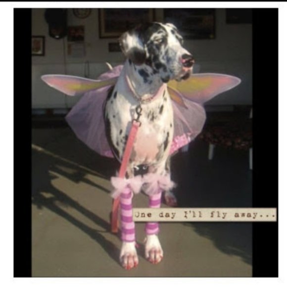 Meet your Posher, Connie - Picture 3 of 5